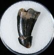 Tyrannosaurid Tooth Fragment - Montana #15223-1